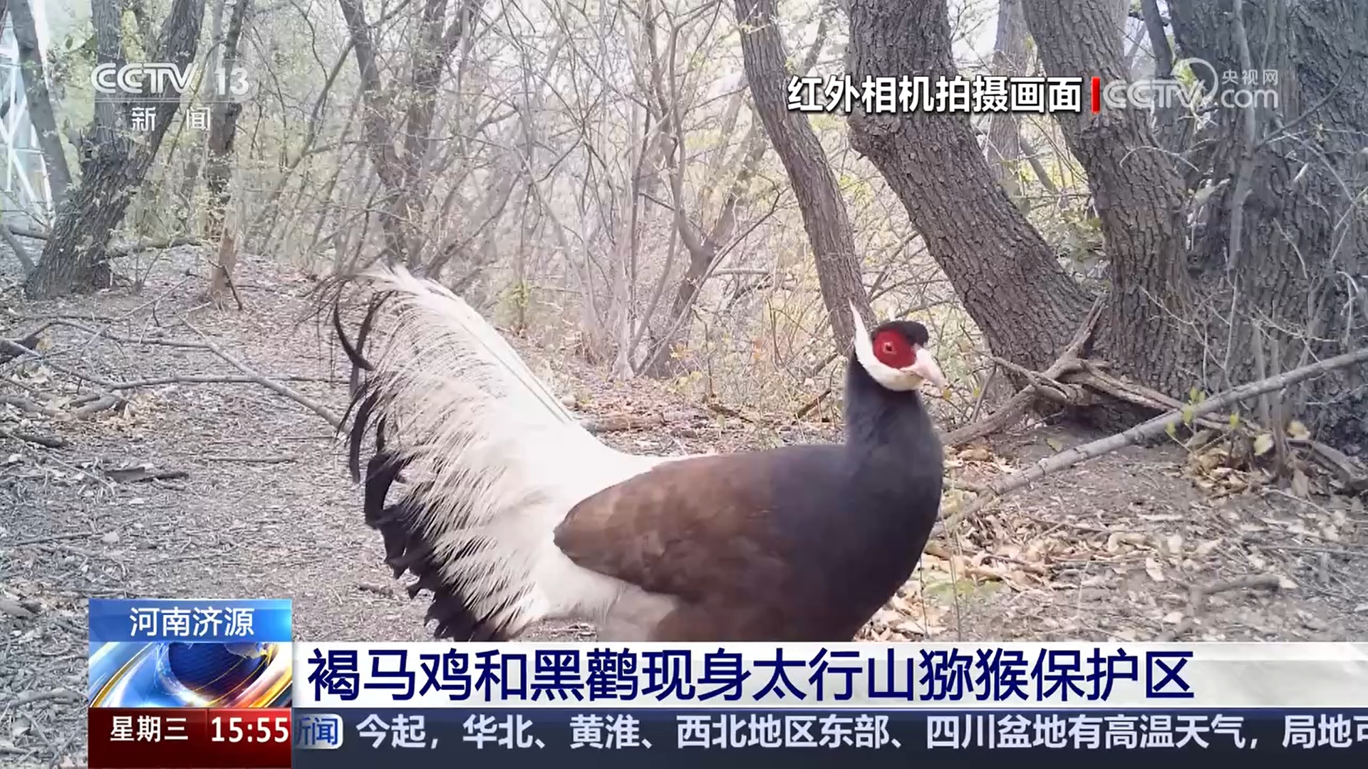 生态改善生物多样性更丰富 珍稀鸟类频出现 美丽中国画卷多姿多彩 生态改善生物多样性更丰富 珍稀鸟类频出现 美丽中国画卷多姿多彩