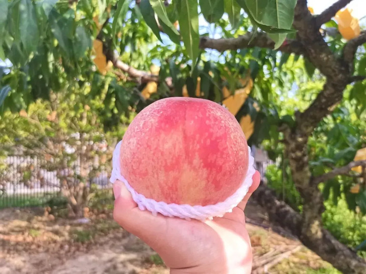 一口biu汁！馋了一年的无锡阳山水蜜桃来啦
