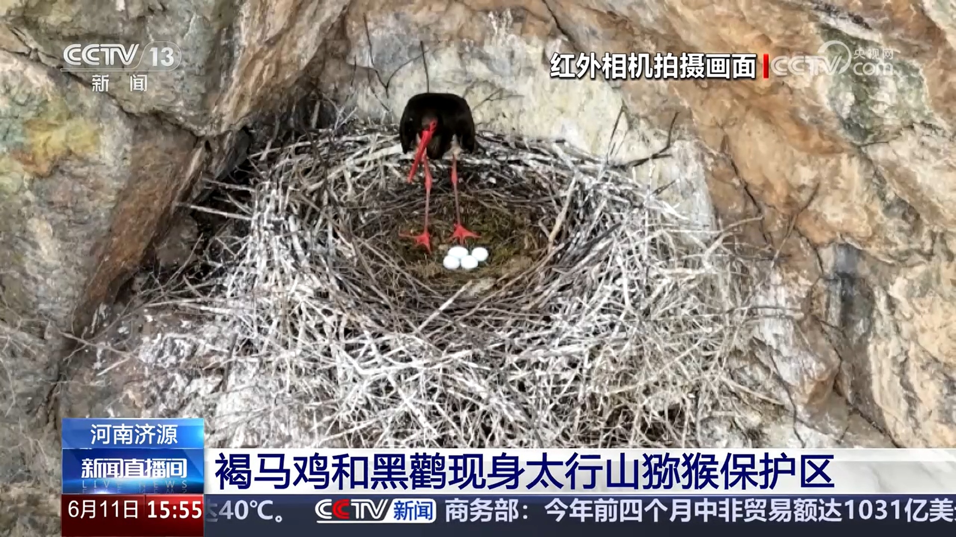 生态改善生物多样性更丰富 珍稀鸟类频出现 美丽中国画卷多姿多彩 生态改善生物多样性更丰富 珍稀鸟类频出现 美丽中国画卷多姿多彩