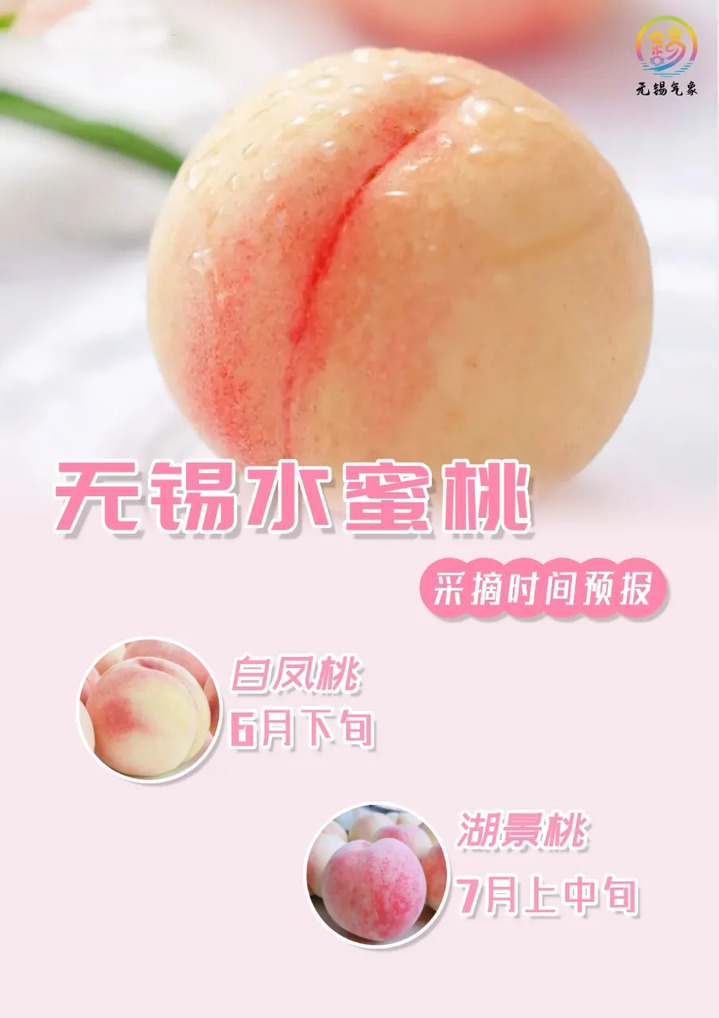一口biu汁！馋了一年的无锡阳山水蜜桃来啦