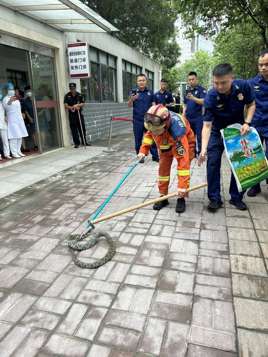 柳州一医院发热门诊外惊现大蛇！有毒无毒？专家辨认：性情温顺