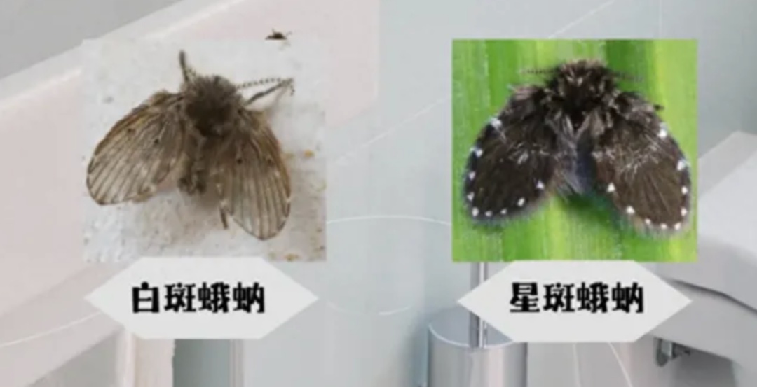 繁衍速度快、90%以上家里都有，这种“虫子”不要用手拍！
