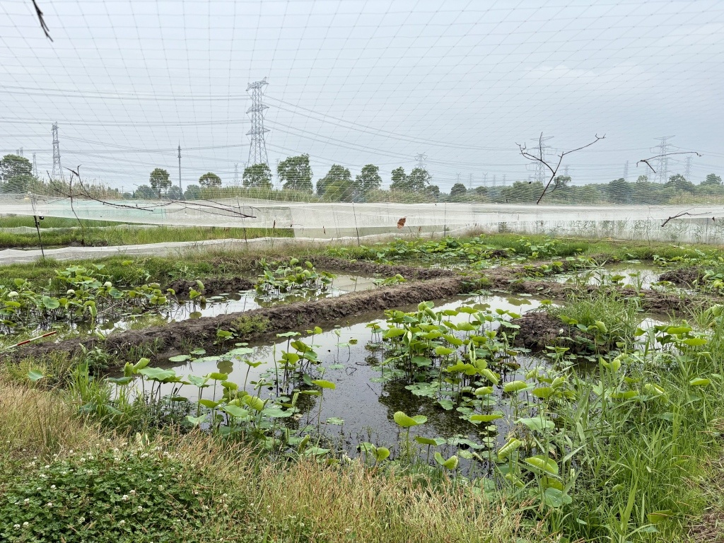 重返上海郊野｜消失的“顶级捕食者”如何归来？