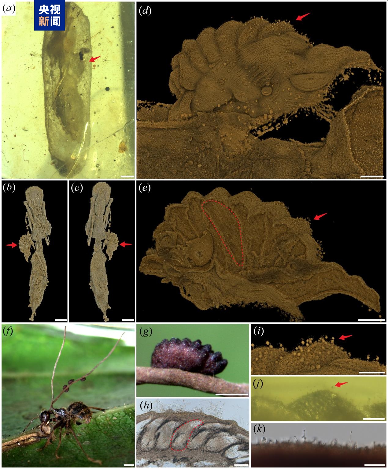 琥珀现最古虫草!寄生蚂蚁历史达亿年 琥珀现最古虫草!寄生蚂蚁历史达亿年
