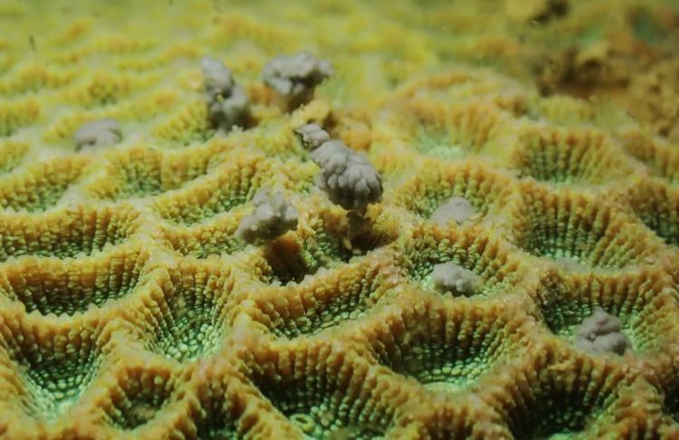 今年首次!深圳大鹏海域鹿角珊瑚大规模产卵,形成“海底繁星”奇观 今年首次!深圳大鹏海域鹿角珊瑚大规模产卵,形成“海底繁星”奇观