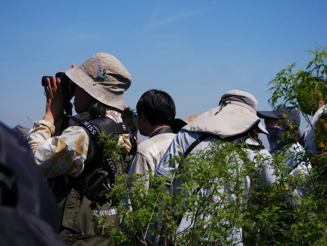 年轻人加入观鸟大军:“打鸟”这个词应当被抵制 年轻人加入观鸟大军:“打鸟”这个词应当被抵制