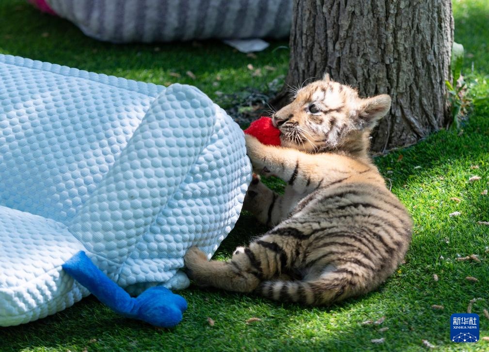 黑龙江:狮虎进入繁殖高峰期 黑龙江:狮虎进入繁殖高峰期