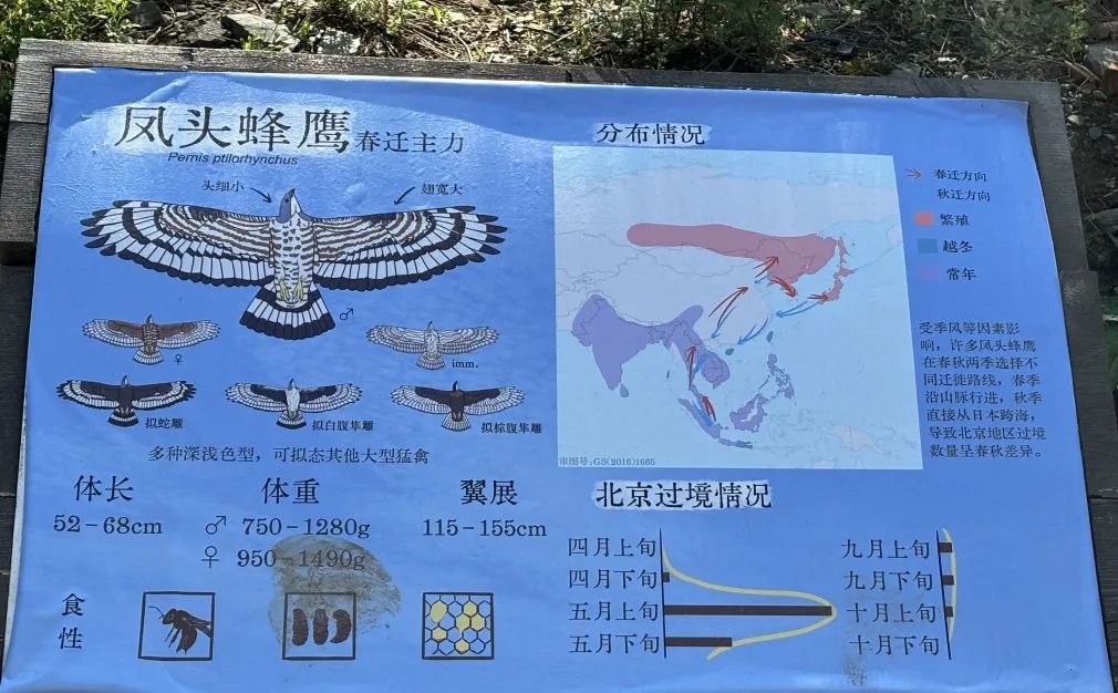 年轻人加入观鸟大军:“打鸟”这个词应当被抵制 年轻人加入观鸟大军:“打鸟”这个词应当被抵制