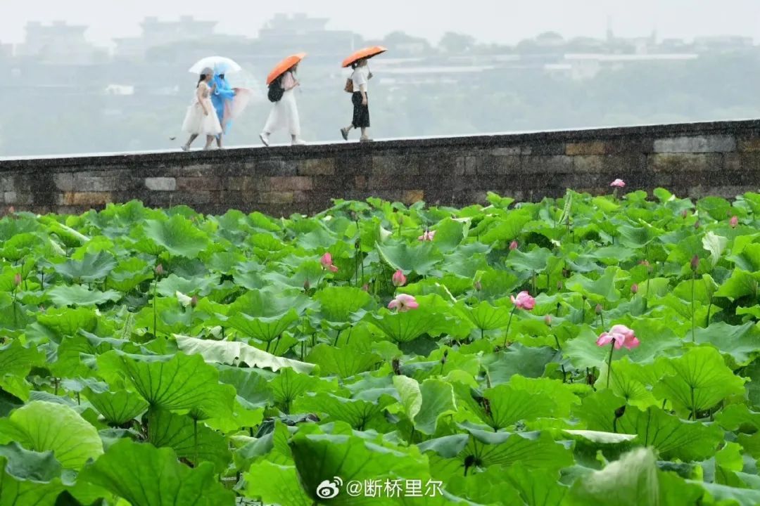 1号台风“蝴蝶”正式生成！杭州接下来的天气很复杂