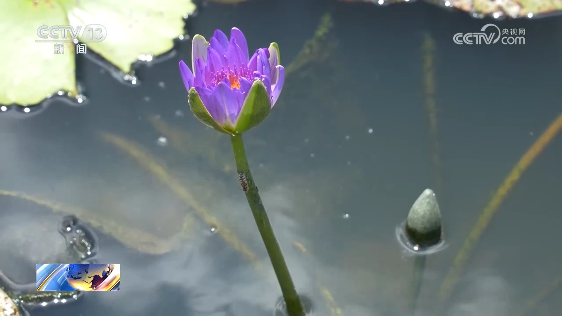 “南繁”睡莲竞相绽放 乡村振兴添色彩 “南繁”睡莲竞相绽放 乡村振兴添色彩