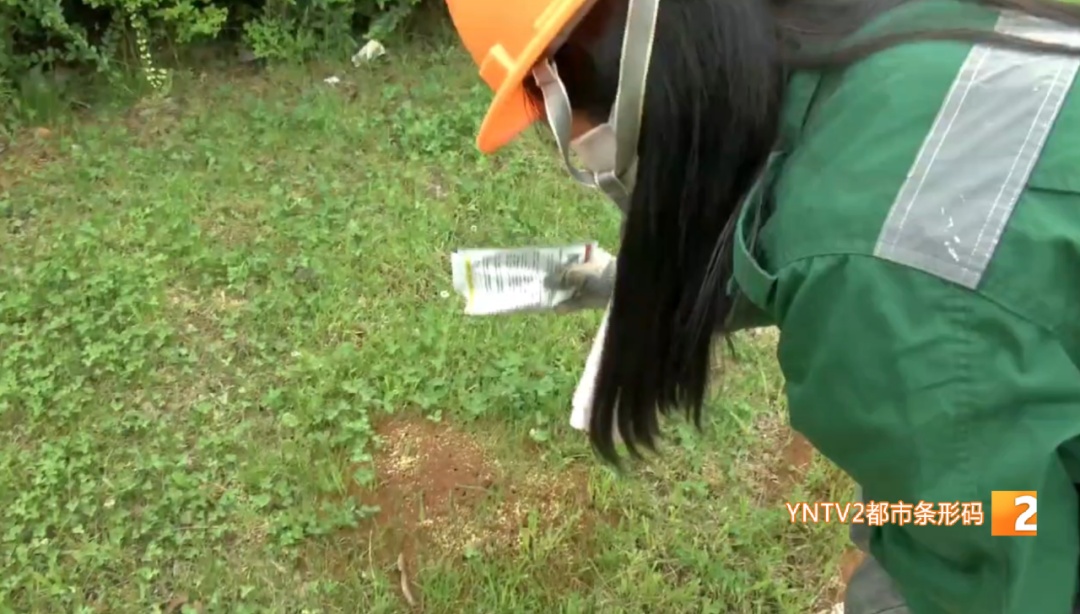 警惕！被咬后严重会导致休克！见到这种小土丘躲远点......