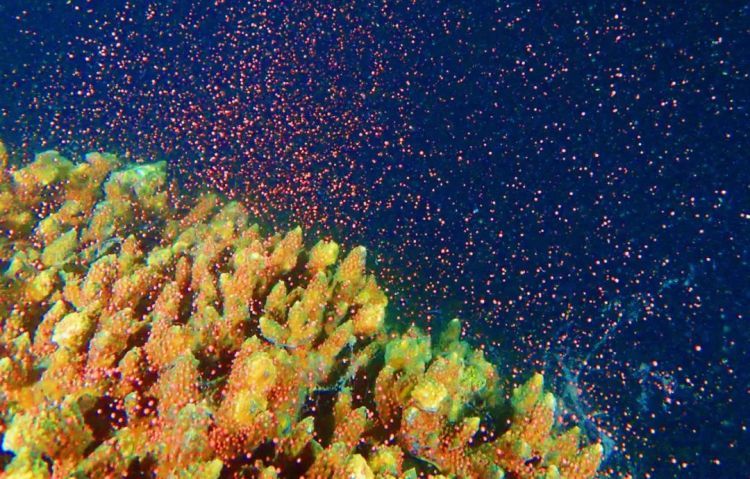 今年首次!深圳大鹏海域鹿角珊瑚大规模产卵,形成“海底繁星”奇观 今年首次!深圳大鹏海域鹿角珊瑚大规模产卵,形成“海底繁星”奇观