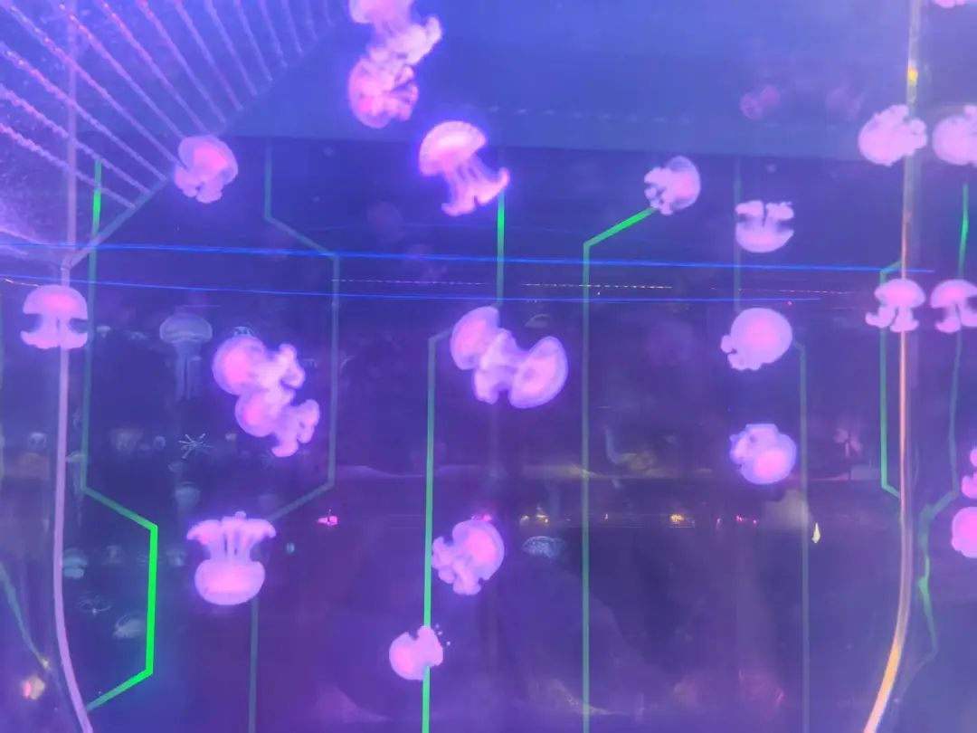 你好，这是我的名字“鱼人叶硝水母”，请多关照！