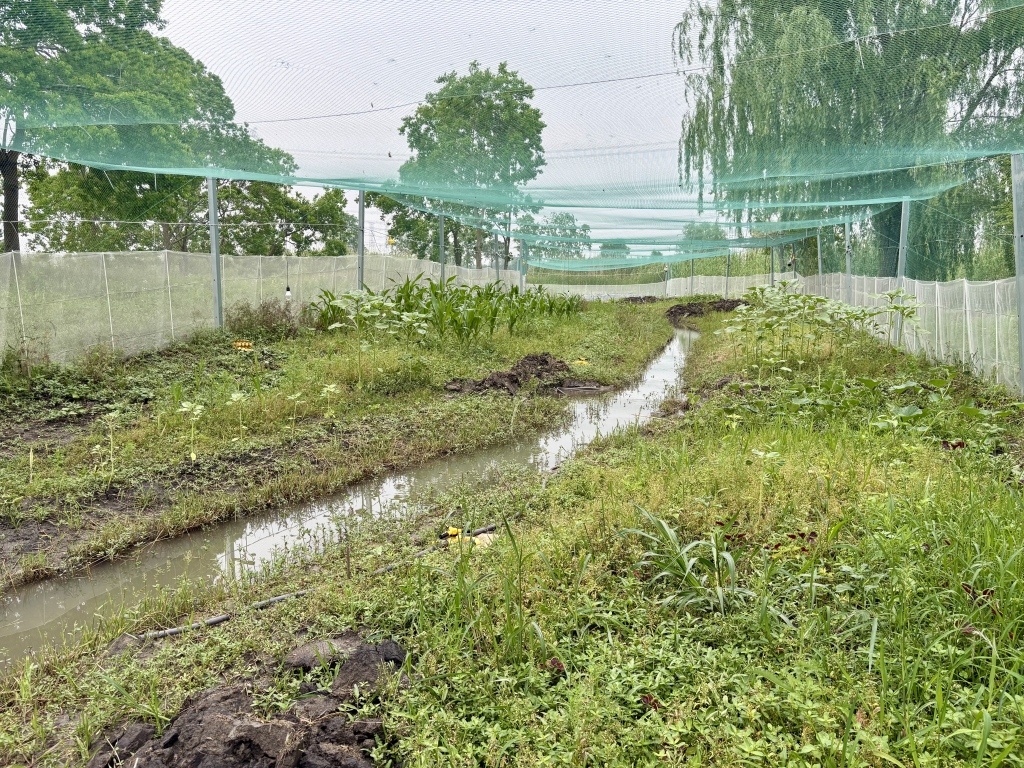 重返上海郊野｜消失的“顶级捕食者”如何归来？