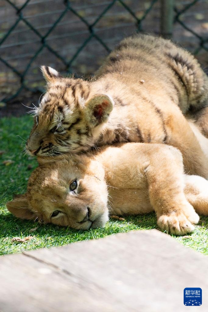 黑龙江:狮虎进入繁殖高峰期 黑龙江:狮虎进入繁殖高峰期