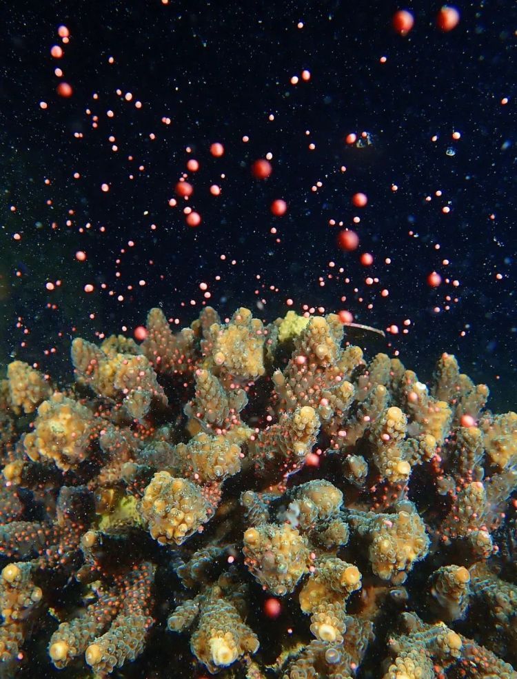 今年首次!深圳大鹏海域鹿角珊瑚大规模产卵,形成“海底繁星”奇观 今年首次!深圳大鹏海域鹿角珊瑚大规模产卵,形成“海底繁星”奇观