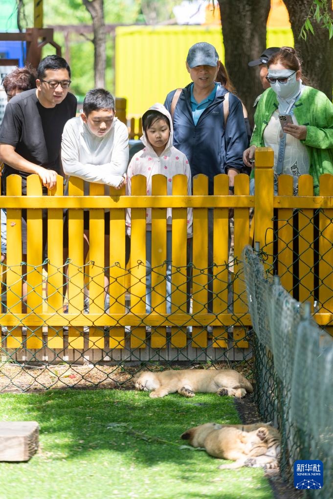 黑龙江:狮虎进入繁殖高峰期 黑龙江:狮虎进入繁殖高峰期