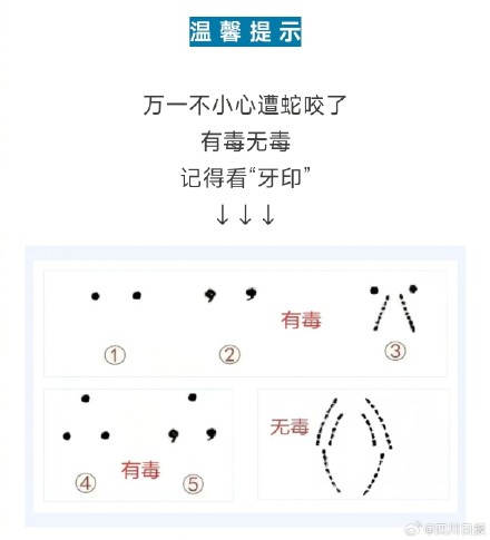 四川毒蛇喜欢白天和雨天出没