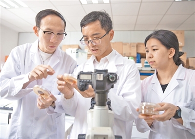 网友晒菌子 专家来研究 网友晒菌子 专家来研究