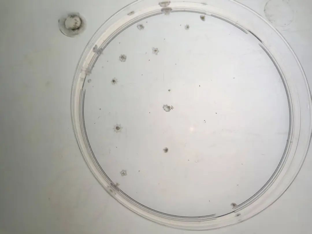 你好，这是我的名字“鱼人叶硝水母”，请多关照！