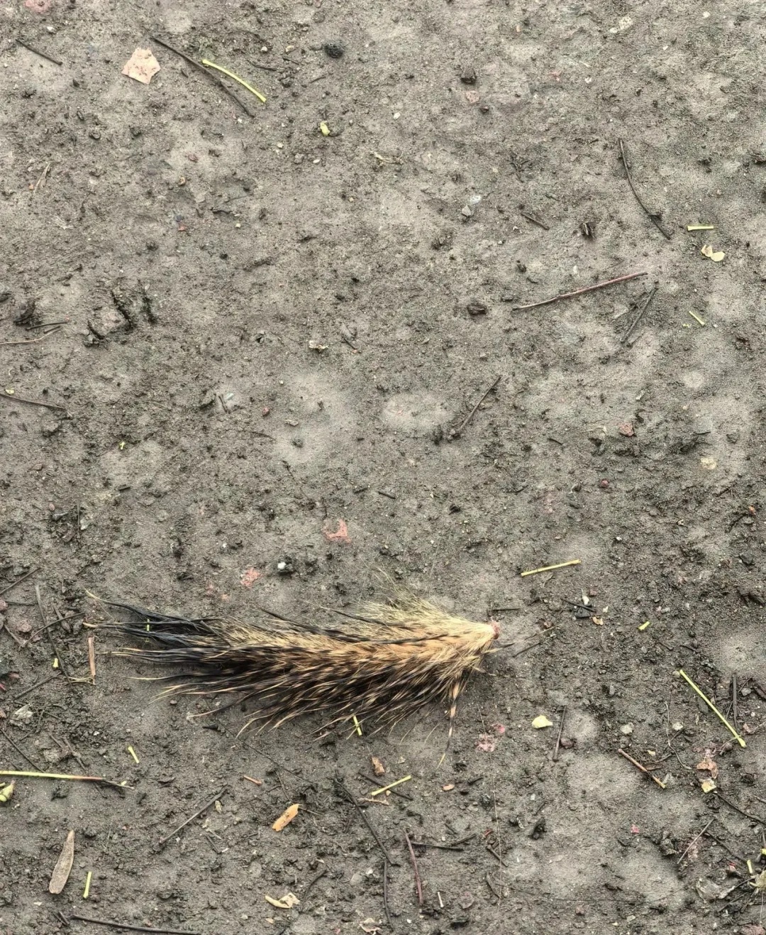 杭州西湖边有人拔断松鼠尾巴?西湖景区:正展开调查核实 杭州西湖边有人拔断松鼠尾巴?西湖景区:正展开调查核实