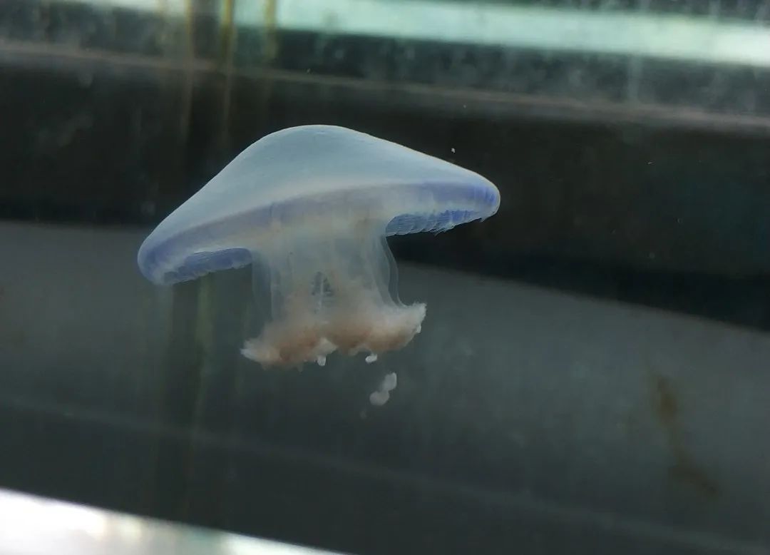 你好，这是我的名字“鱼人叶硝水母”，请多关照！