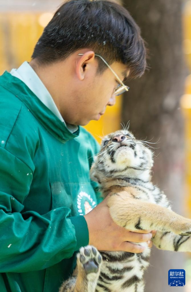 黑龙江:狮虎进入繁殖高峰期 黑龙江:狮虎进入繁殖高峰期