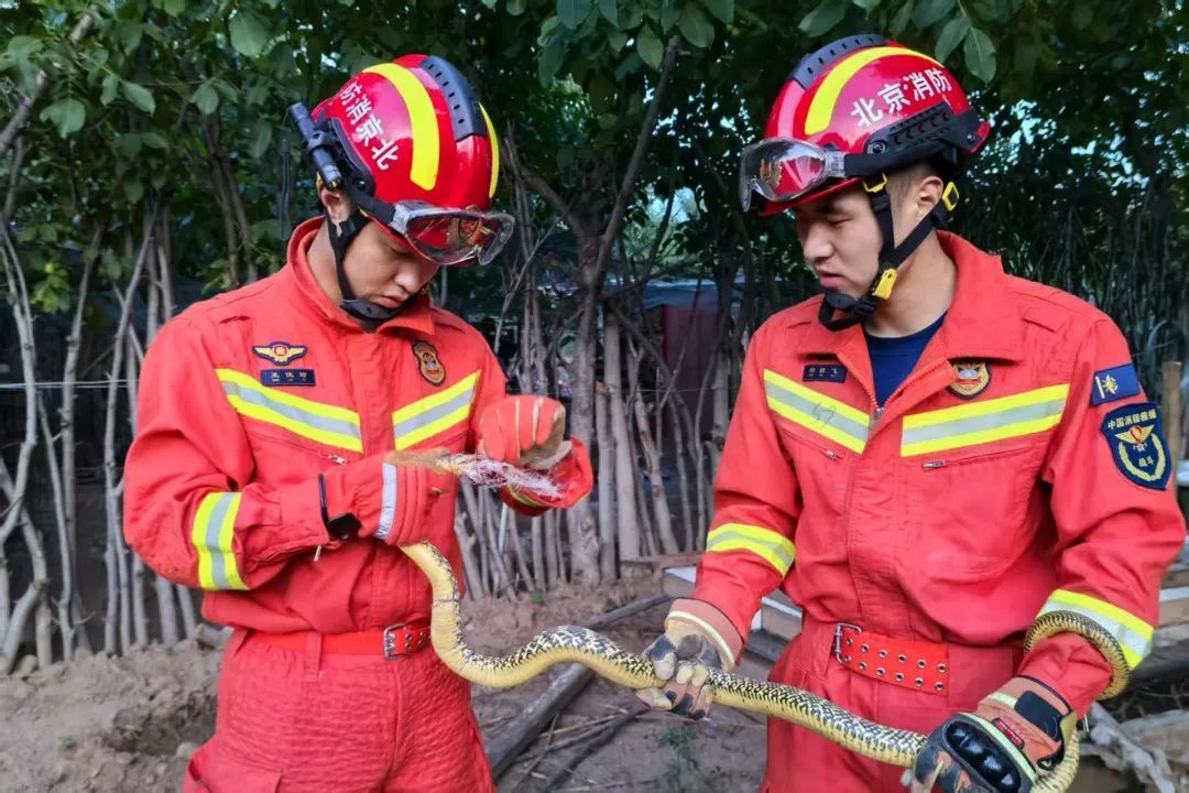 真吓人!车里、厨房、垃圾桶边……北京多地有蛇出没 真吓人!车里、厨房、垃圾桶边……北京多地有蛇出没