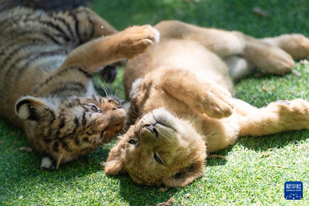 黑龙江:狮虎进入繁殖高峰期 黑龙江:狮虎进入繁殖高峰期