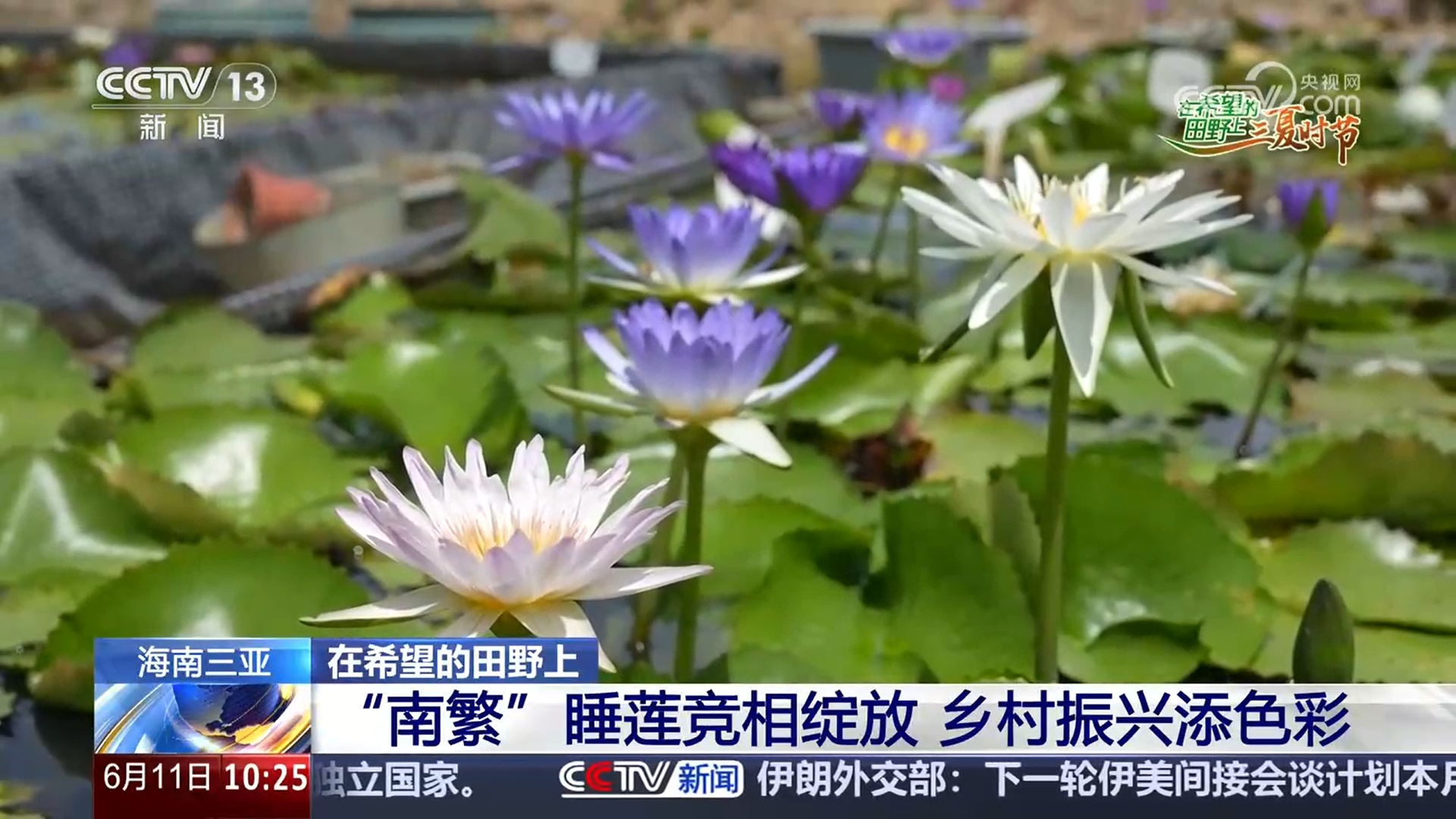 “南繁”睡莲竞相绽放 乡村振兴添色彩 “南繁”睡莲竞相绽放 乡村振兴添色彩