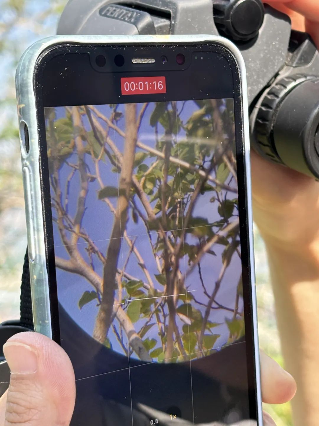 年轻人加入观鸟大军:“打鸟”这个词应当被抵制 年轻人加入观鸟大军:“打鸟”这个词应当被抵制