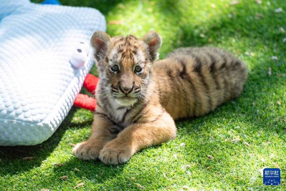 黑龙江:狮虎进入繁殖高峰期 黑龙江:狮虎进入繁殖高峰期