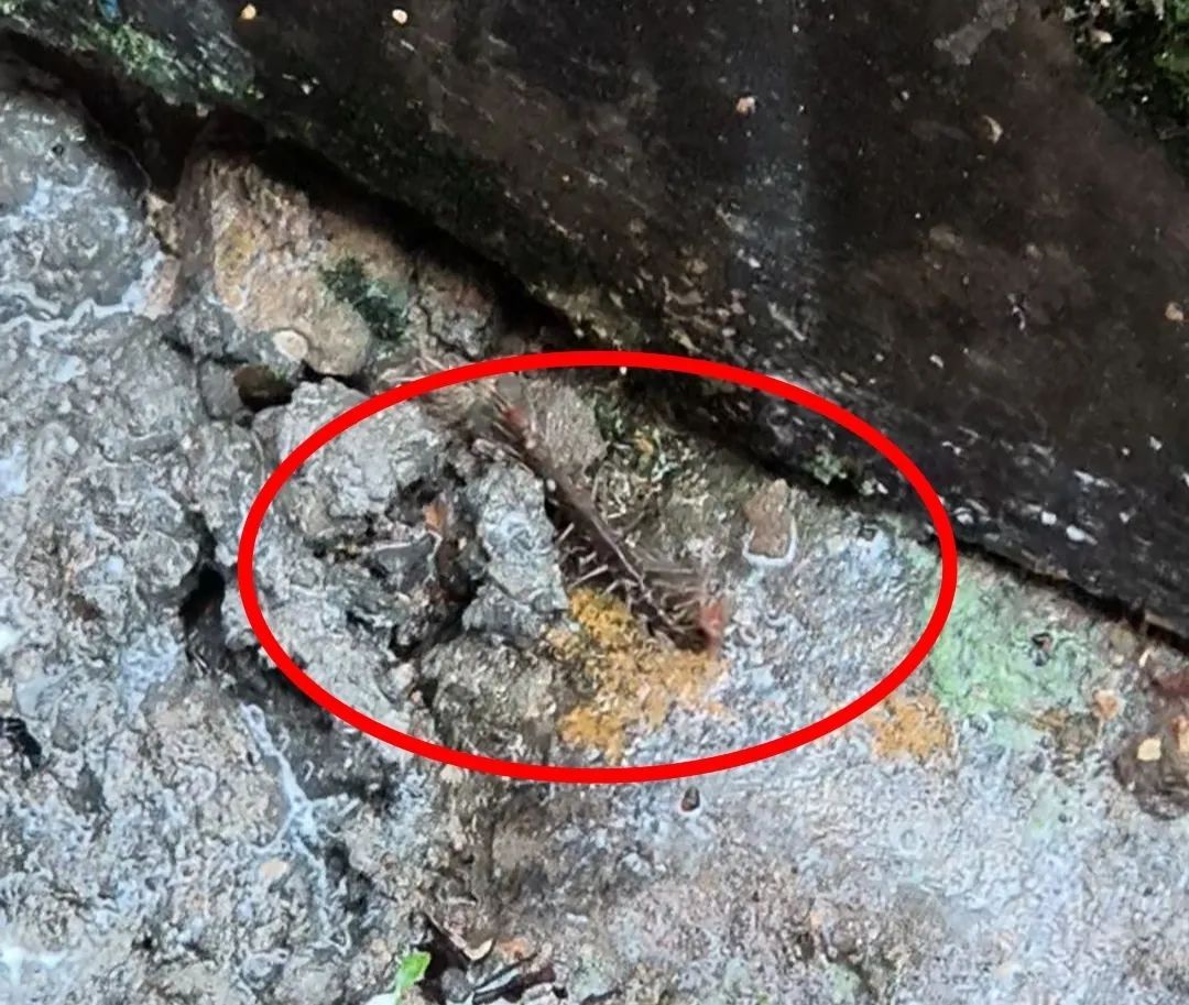 “一阵钻心的痛”,佛山九旬阿伯午休时大拇指被蜈蚣咬伤:不是第一次了 “一阵钻心的痛”,佛山九旬阿伯午休时大拇指被蜈蚣咬伤:不是第一次了