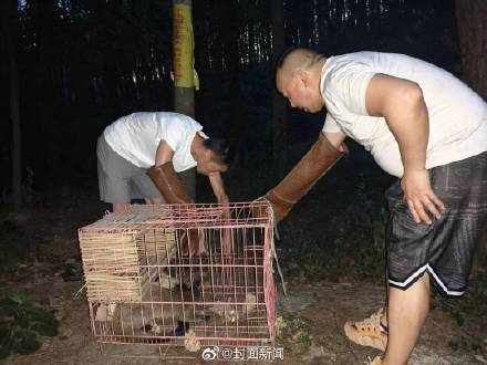 果子狸热到不行 误入居民楼求助