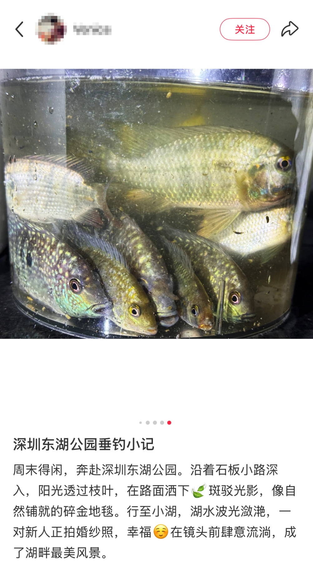 “深圳东湖公园的鱼可以吃吗？”