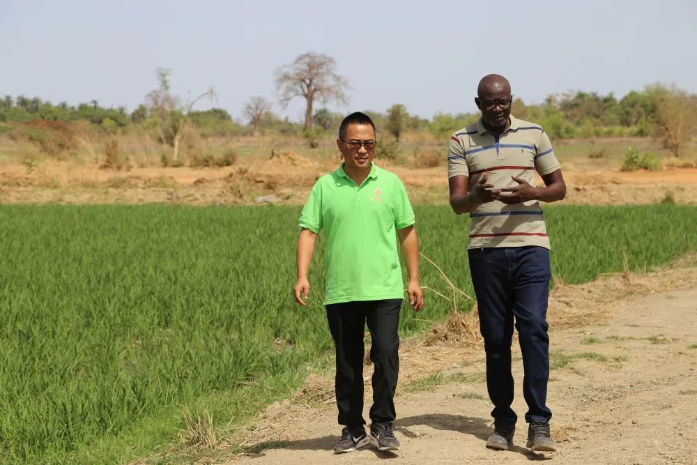 袁隆平墓前,多了一袋特殊的稻米…… 袁隆平墓前,多了一袋特殊的稻米……