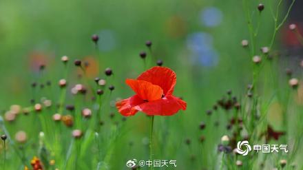 童话感拉满了!北京虞美人盛开宛如五彩蝴蝶 童话感拉满了!北京虞美人盛开宛如五彩蝴蝶