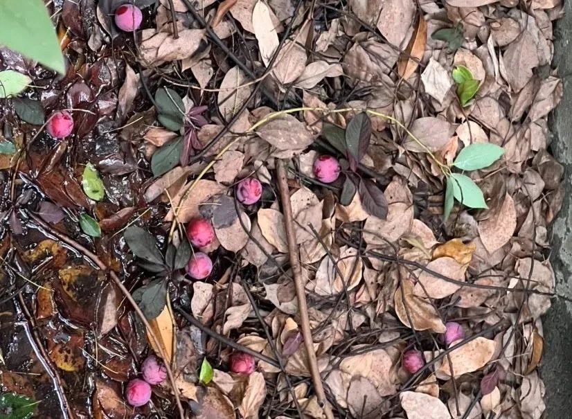 别吃!别吃!别吃!台州街头正大量出现 别吃!别吃!别吃!台州街头正大量出现