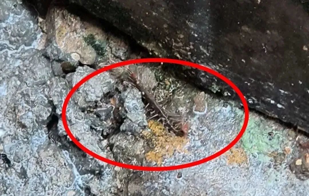 @上海人：入梅后小心这种毒虫！被咬后钻心疼痛，还有人呼吸困难紧急送医……
