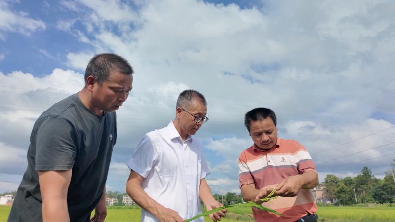 江西：台风不利天气将影响早稻生长 农技专家下沉一线应对