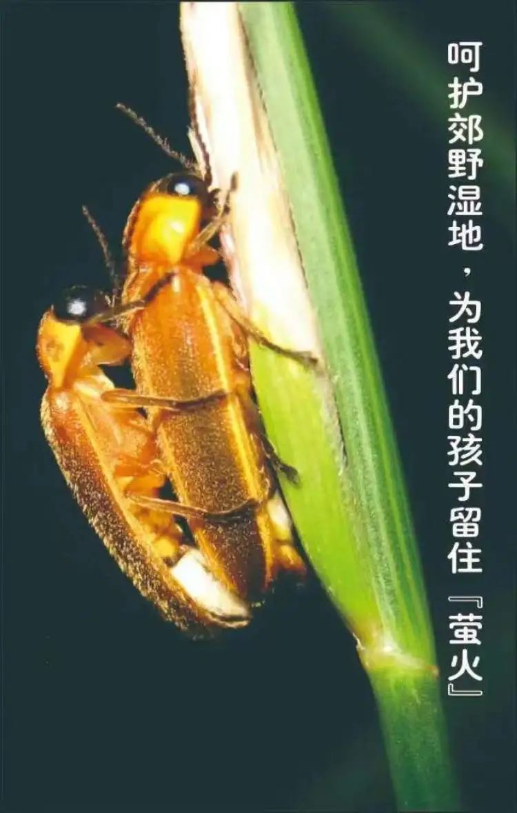 上海今年第一波！有人在青浦发现超800只，多年罕见！下过雨后更容易出没……