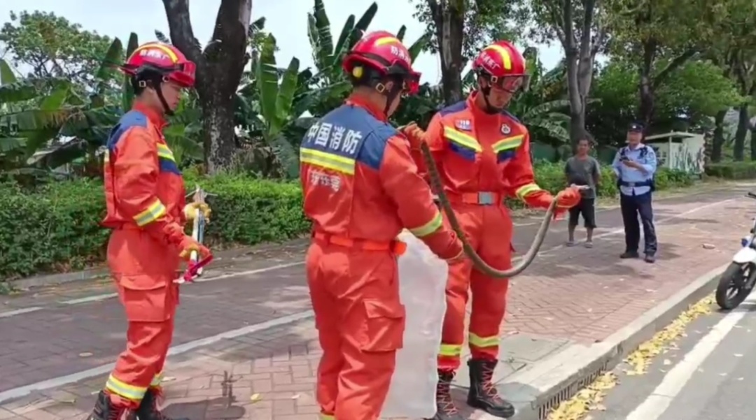 广东一工地惊现2.3米长蟒蛇