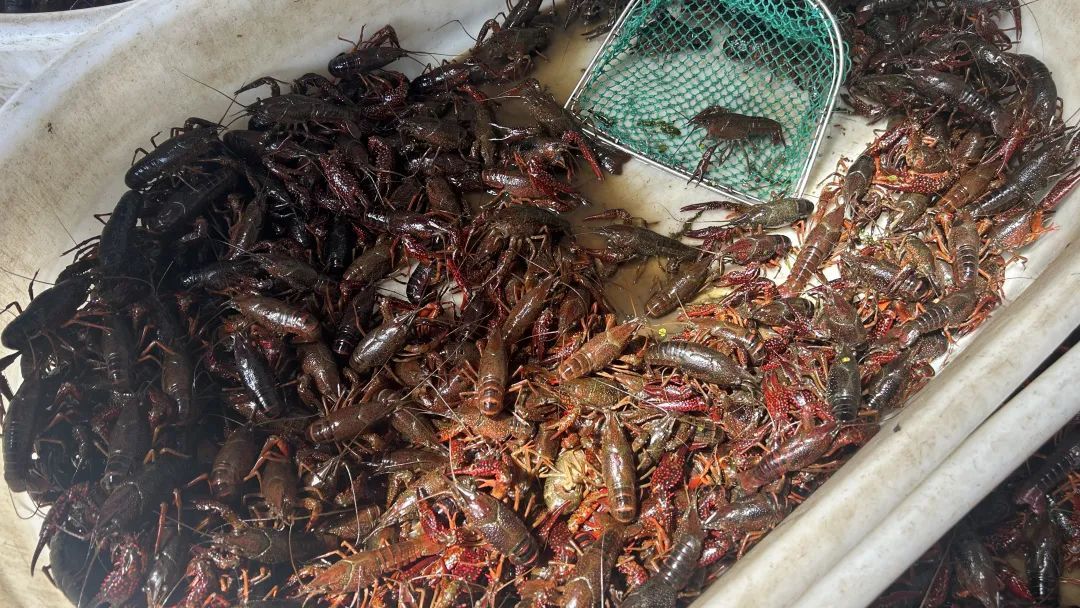 价格暴跌70%！杭州人超爱这口，最便宜10元一斤！马上要涨价，抓紧了....