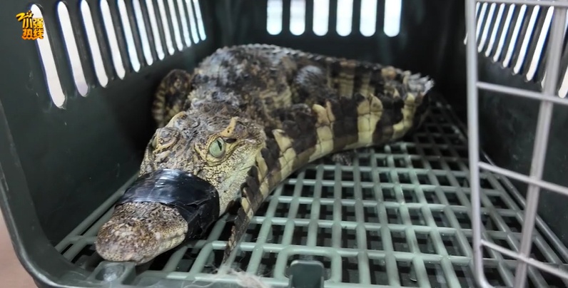 吓一大跳!浙江一男子钓鱼竟然钓到了…异常凶猛! 吓一大跳!浙江一男子钓鱼竟然钓到了…异常凶猛!