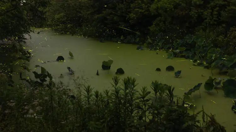 上海今年第一波！有人在青浦发现超800只，多年罕见！下过雨后更容易出没……