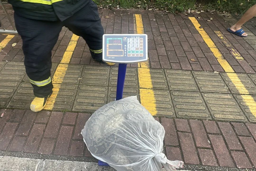 广东一工地惊现2.3米长蟒蛇
