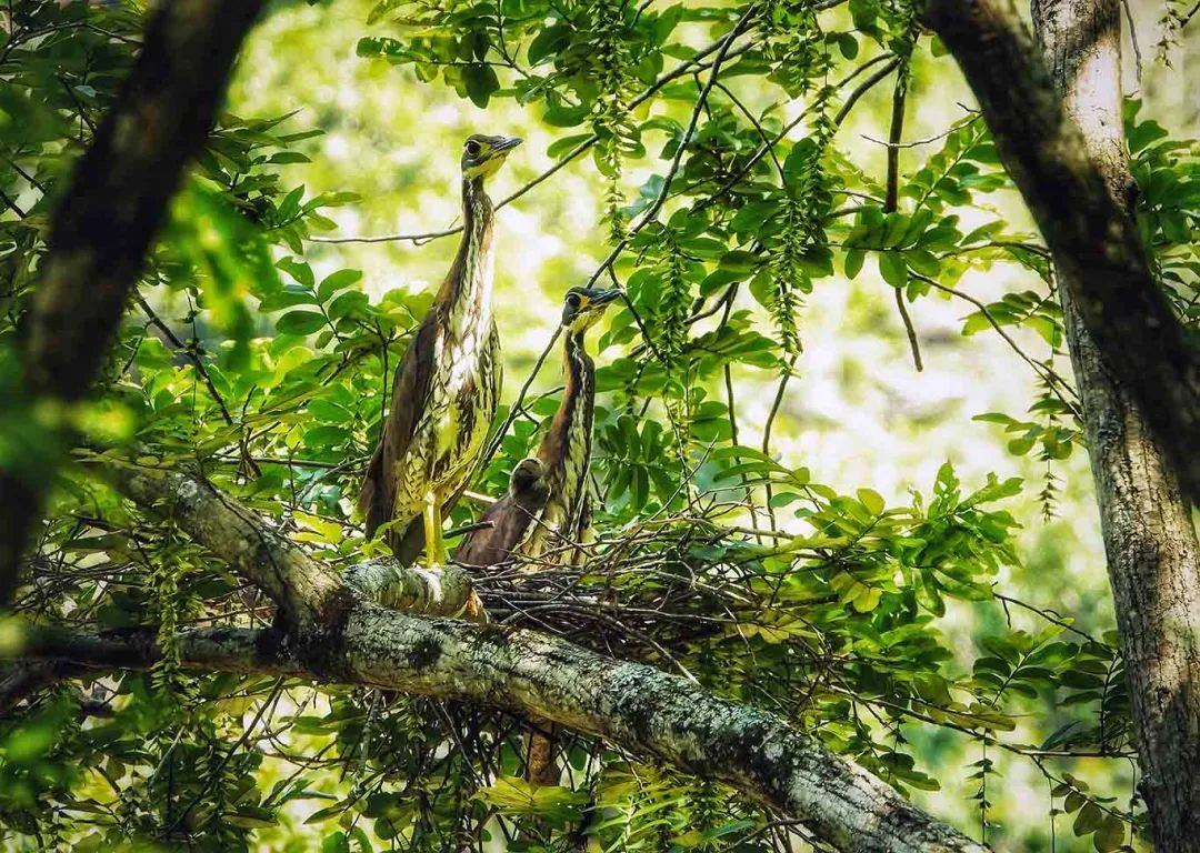 “世界上最神秘的鸟”首次在江西成功繁殖! “世界上最神秘的鸟”首次在江西成功繁殖!