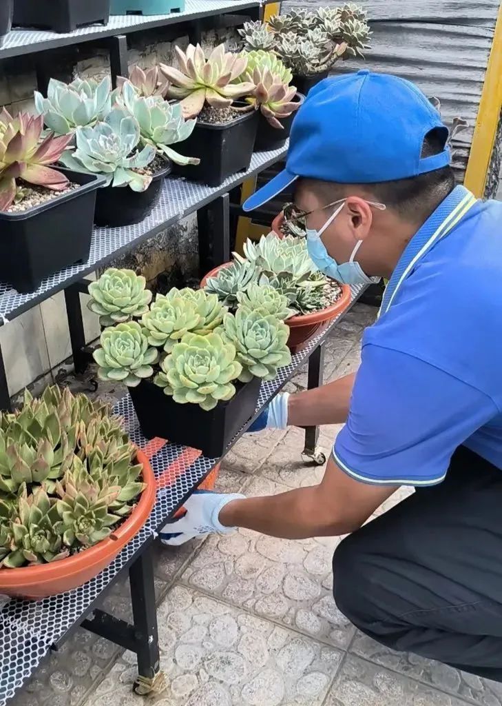 @上海人：入梅后小心这种毒虫！被咬后钻心疼痛，还有人呼吸困难紧急送医……