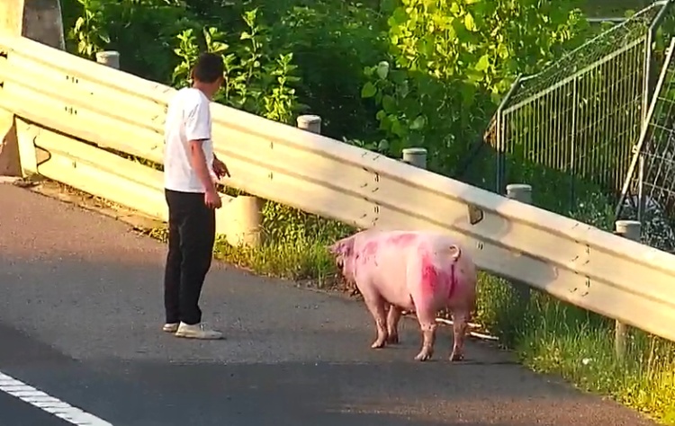 “二师兄”高速上“越狱”!司机崩溃:近300斤,无力擒拿 “二师兄”高速上“越狱”!司机崩溃:近300斤,无力擒拿