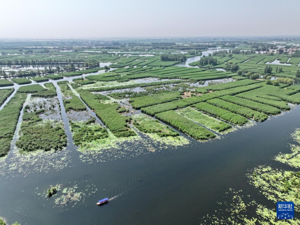 美丽中国丨白洋淀夏日风光之美